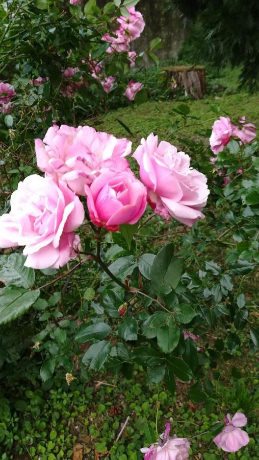 Mauves Les Palmiers Bed & Breakfast エクステリア 写真